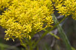 Low pinebarren milkwort